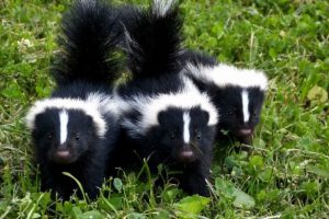 skunks williamson county