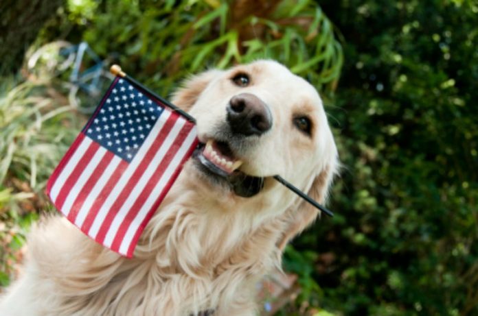 fourth of july and your dog