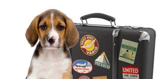 4 Must Have Pet Travel Products