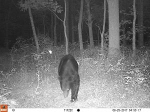black bear in Clarksville