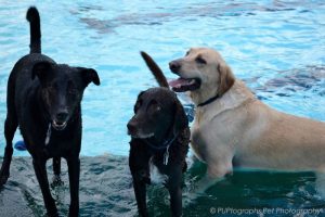 Pups in the Pool Smyrna