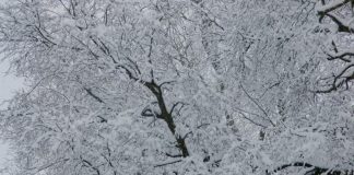 snow on trees