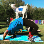 allie colleen goat yoga nashville