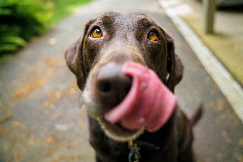 3 Puppy Popsicle Recipes to Try Rutherford Source