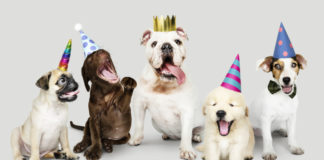 dogust dog celebration