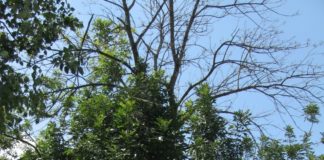 Emerald Ash Borer infestation canopy dieback