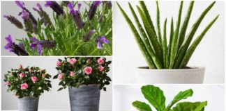 Plants for Mother's Day