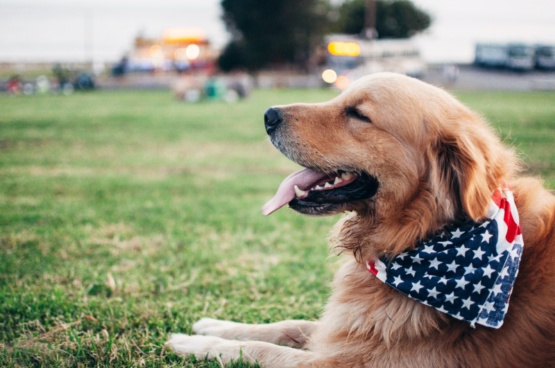 Three Ways to Keep Your Dog Safe this Summer