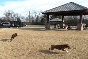 murfreesboro-bark-park