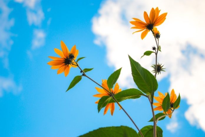 spring-nature-flowers-plant-nature-sunny-sky-yello-2021-09-02-13-38-28-utc-1