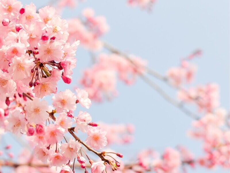 Nashville Cherry Blossom Festival Takes Place this Weekend Rutherford
