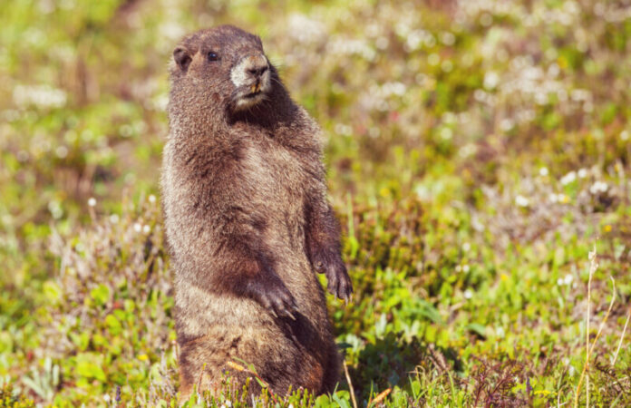 Groundhog Day 2024: Six More Weeks of Winter or an Early Spring