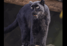 Nashville Zoo’s Amur Leopard Makes Public Debut In Leopard Forest