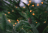 Where to Get a Live Christmas Tree In and Near Rutherford County