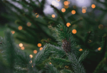 Where to Get a Live Christmas Tree In and Near Rutherford County