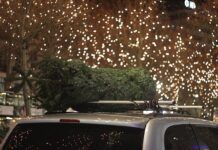 AAA: Secure Your Tree Before Driving It Home