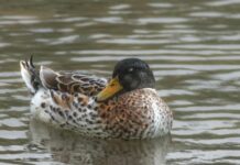 Statewide Waterfowl Season Open Through January 31