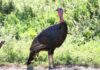 TWRA Releases 2025 Wild Turkey Summer Survey Results