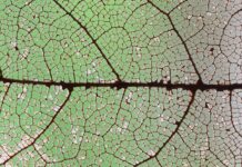 Unlock Nature’s Secrets at the Patterns in Nature Event at The Wilderness Station at Barfield Crescent Park Patterns-in-Nature