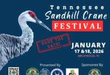 Tennessee Sandhill Crane Festival to Celebrate 35th Anniversary January 17-18