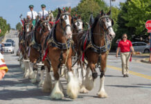 Budweiser Clydesdales Coming to Nashville to Honor Military Families