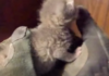 VIDEO: La Vergne Firefighters Rescue Kitten Trapped Inside Cinderblock Wall