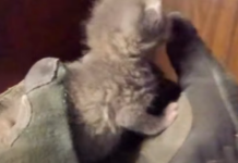 VIDEO: La Vergne Firefighters Rescue Kitten Trapped Inside Cinderblock Wall