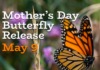 Rutherford Weekend: 5 Happenings this Weekend
