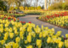 Events at Cheekwood Cheekwood in Bloom 2023.