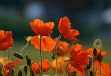 OBITUARY: Margaret Ann Shepherd obit98
