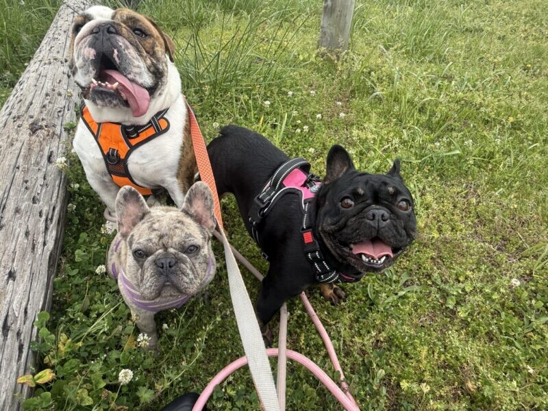 How a Doggy Daycare Is Reviving LaVergne High's Agriculture Program